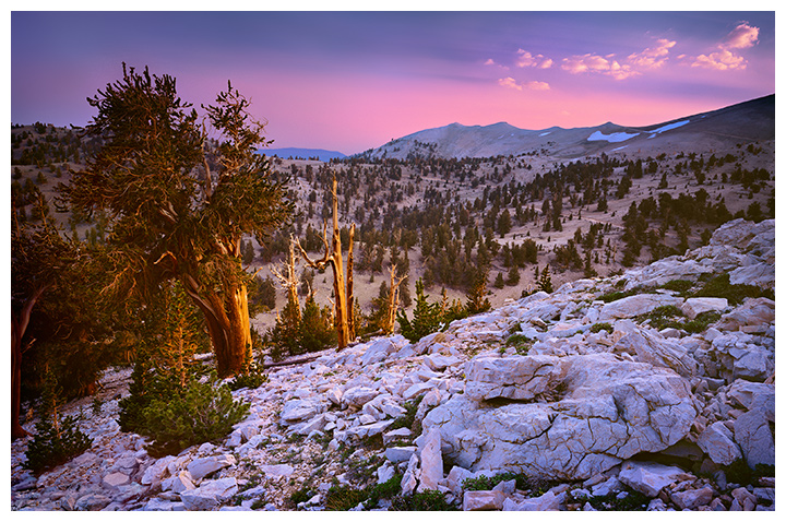 P. longaeva и P. aristata живут только в каменистой почве со щелочной реакцией. На снимке – самое известное место в Калифорнии, где живет P. longaeva. Оно так и называется – White Mountains: горы сложены из чисто белого известняка. 